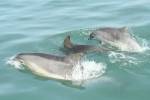SeaMor Boat Trips