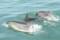 SeaMor Boat Trips