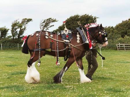 Dyfed Shire Horse Farm