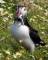 Dale Sea Safari