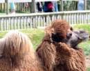 Folly Farm
