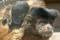 Animalarium