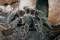 Animalarium