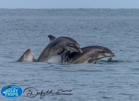 Dolphin Spotting Boat Trips